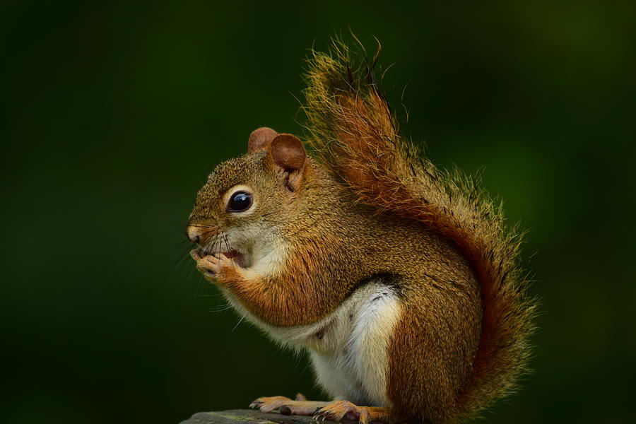 Wildlife Photograph - Red Squirrel by Patrick Latvis Wildlife Photograph - Red Squirrel by Patrick Latvis
