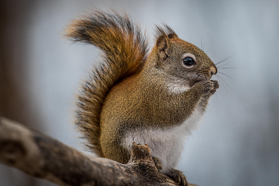 Red Squirrel Photograph by Paul Freidlund