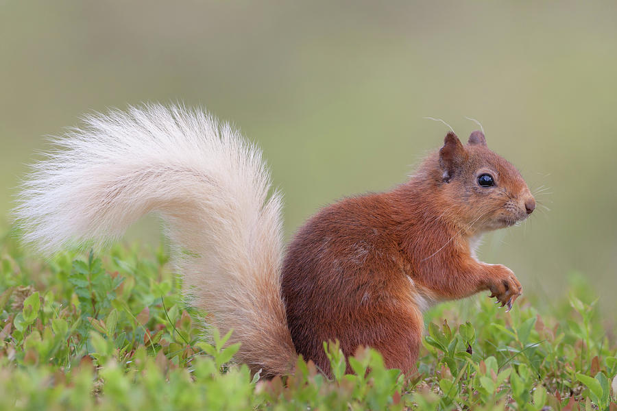Red Squirrel Pauses Photograph by Pete Walkden