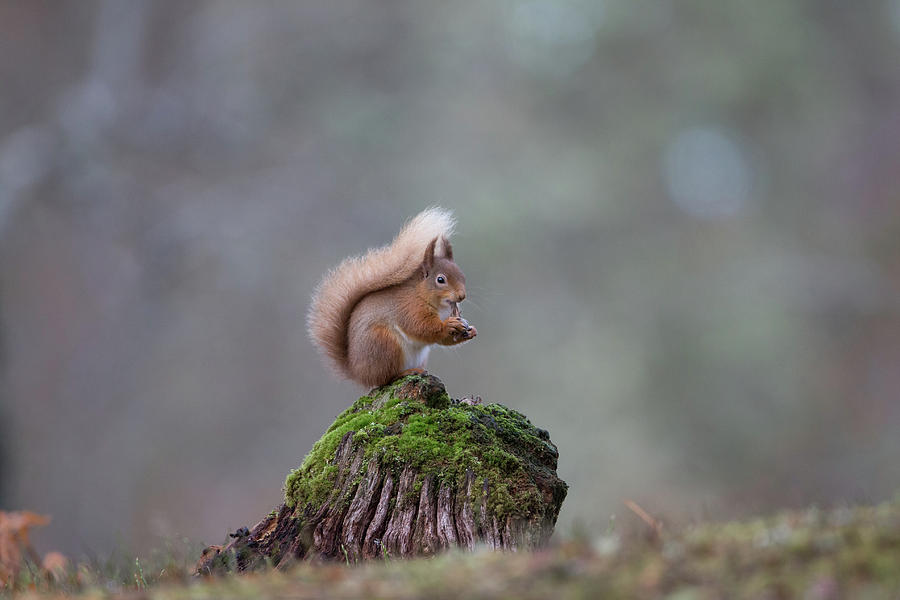 Red Squirrel Peeling A Hazelnut Photograph by Pete Walkden