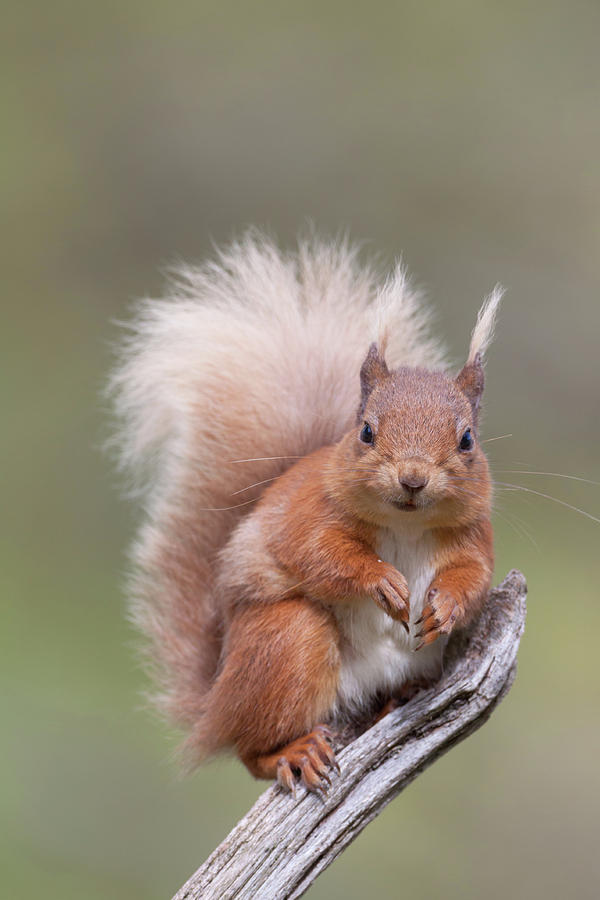 Red Squirrel Photograph by Pete Walkden