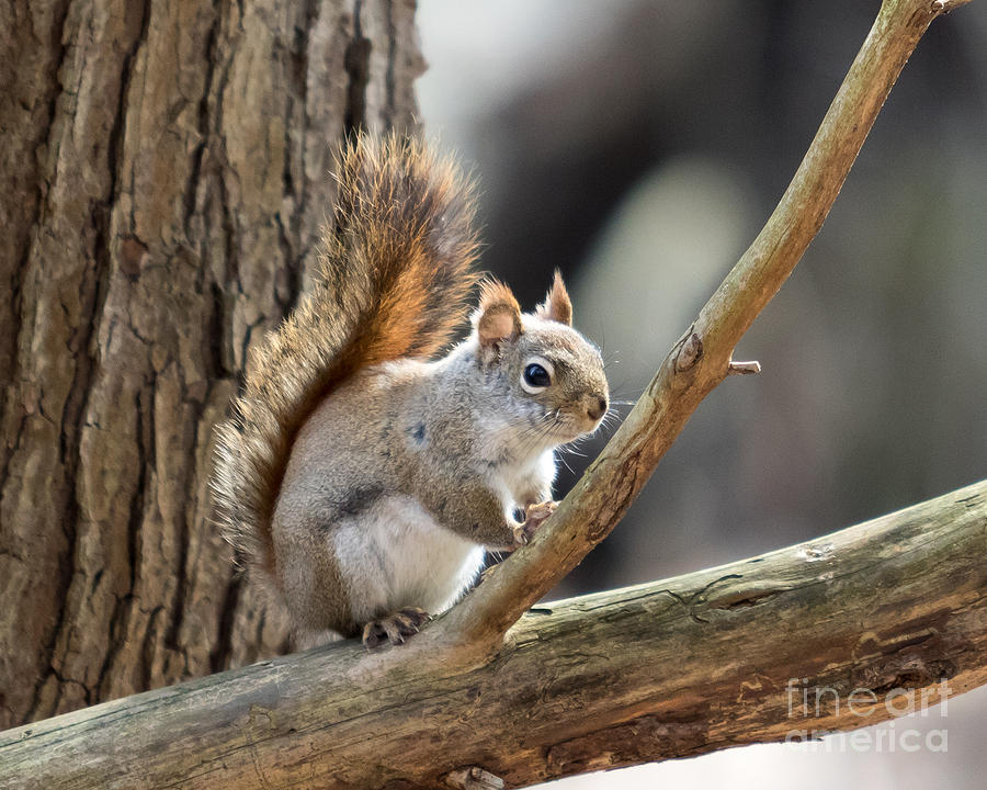 Red Squirrel Photograph by Phil Spitze
