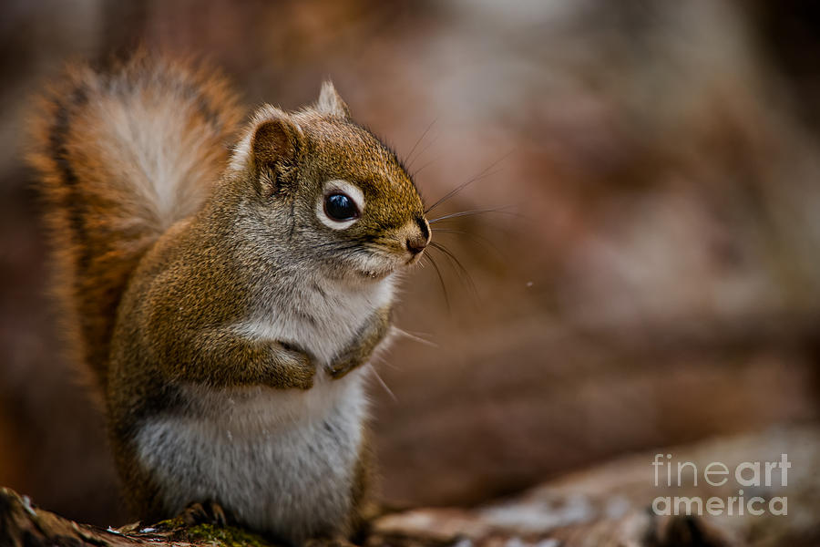 Red Squirrel Pictures 170 by World Wildlife Photography Red Squirrel Pictures 170 by World Wildlife Photography