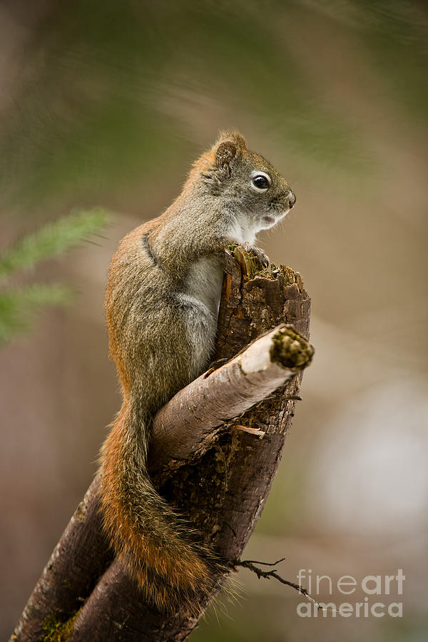 Red Squirrel Pictures 183 by World Wildlife Photography Red Squirrel Pictures 183 by World Wildlife Photography