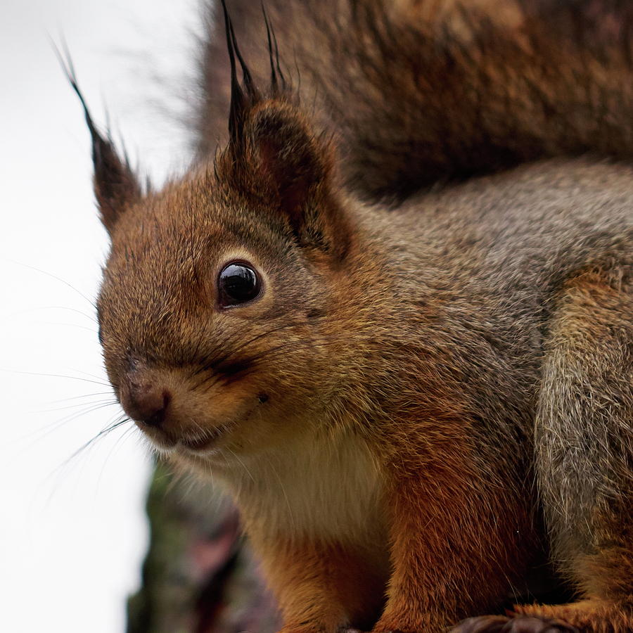 Red Squirrel Portrait 3 Photograph