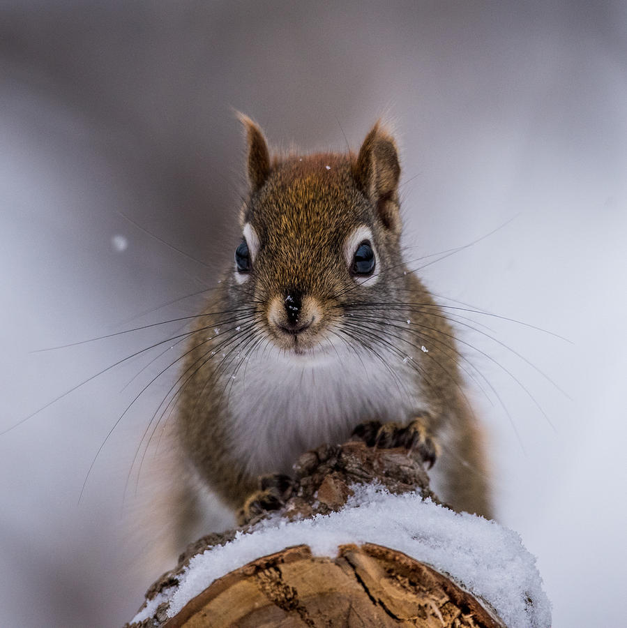 Red Squirrel Portrait Photograph by Paul Freidlund