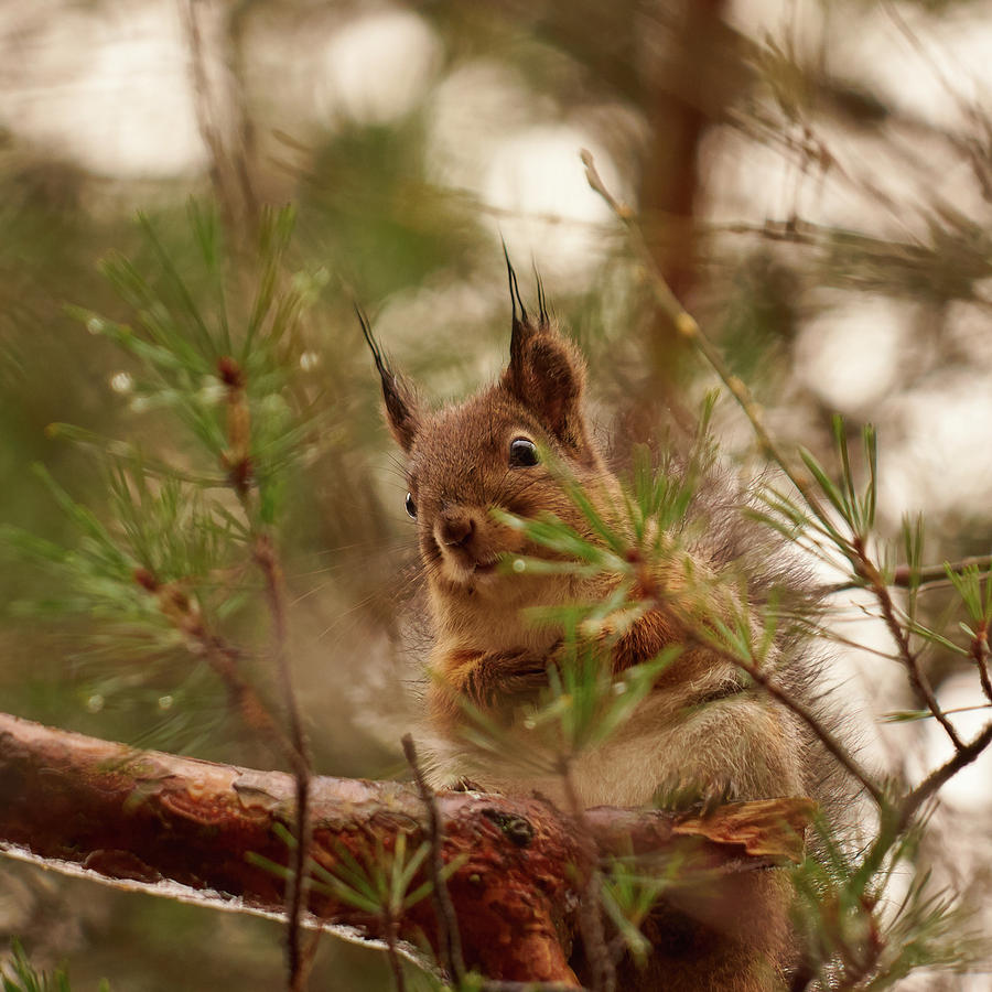 Red Squirrel Portrait Pinestyle Photograph