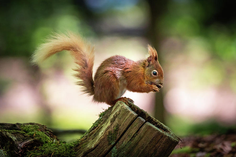 Red Squirrel Profile Photograph by Framing Places