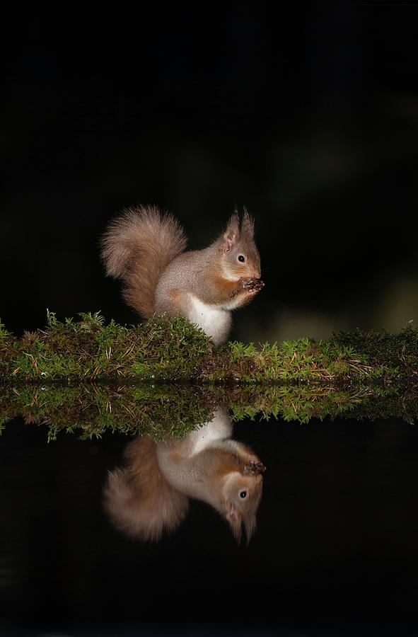 Red Squirrel Reflection Photograph by Pete Walkden