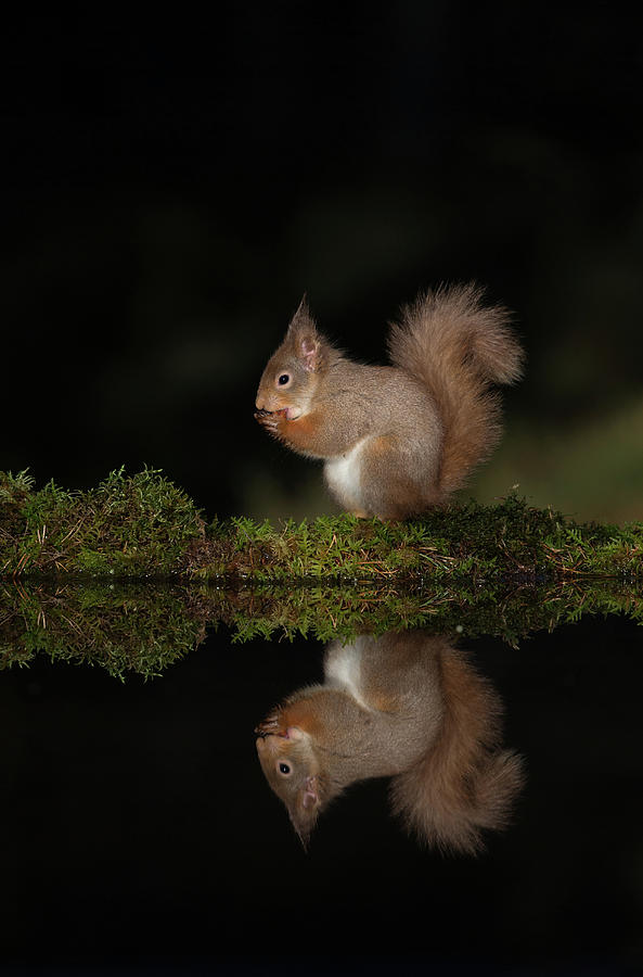 Red Squirrel Reflects Photograph by Pete Walkden