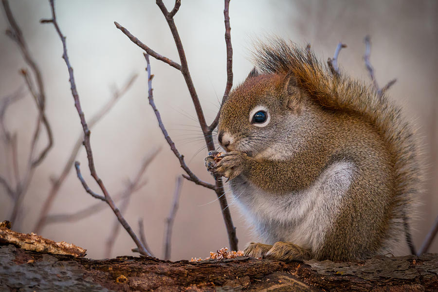 Red Squirrel - Sciurus vulgaris Photograph by Alex Papp