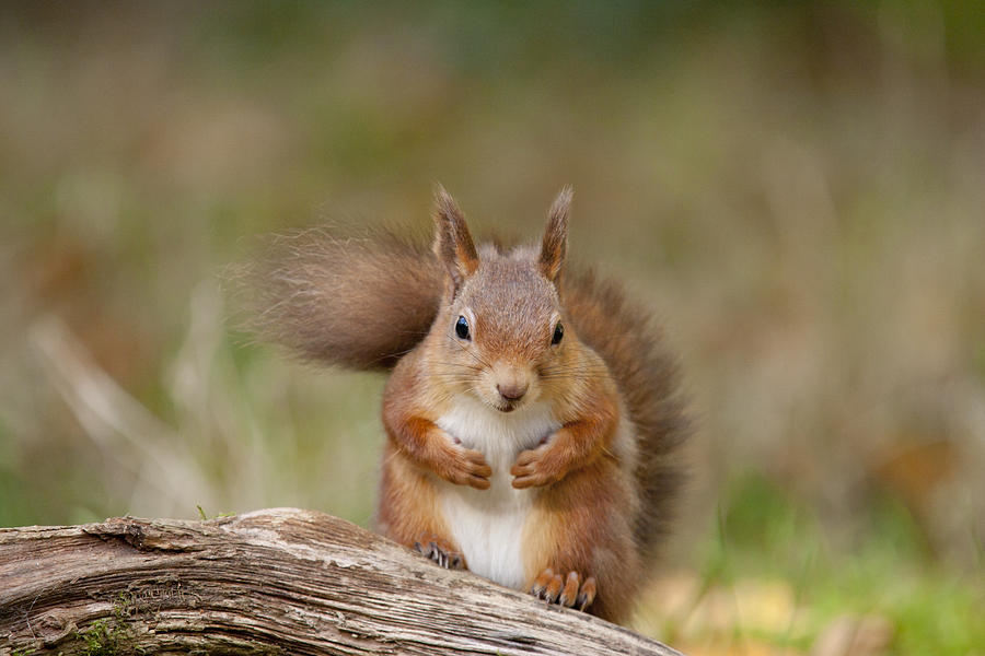 Red Squirrel - Scottish Highlands #22 Photograph by Karen Van Der Zijden