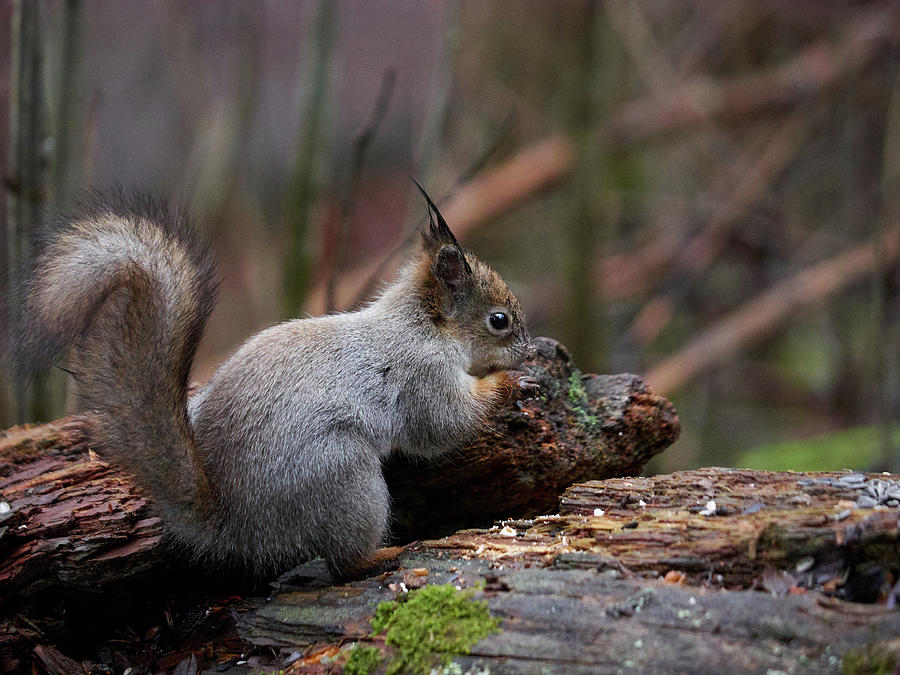 Red Squirrel The Finder Photograph by Jouko Lehto