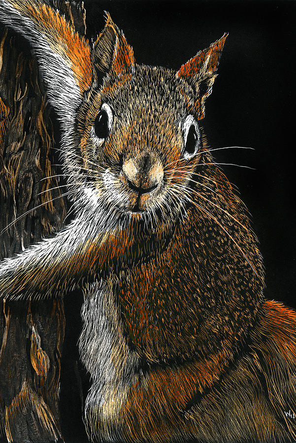 Red Squirrel Drawing by William Underwood