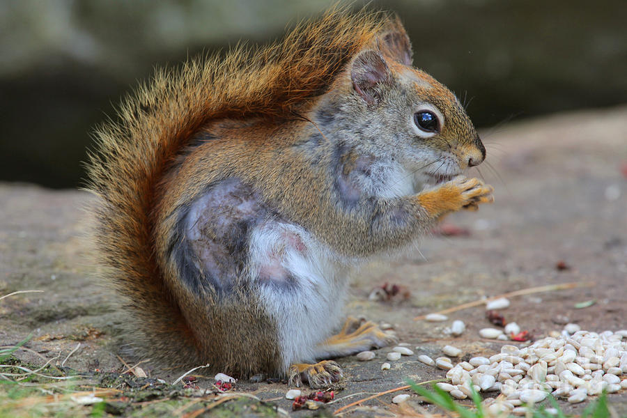 Red Squirrel With Mange Photograph by Larry Landolfi