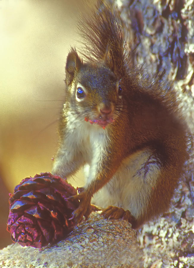 Nature Photograph - Red Squirrel With Pine Cone by Gary Beeler