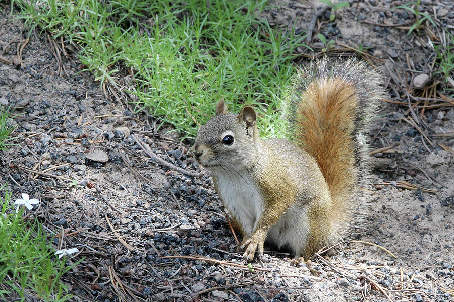 Red Squirrel Yellowstone USA Photograph by Bob Savage