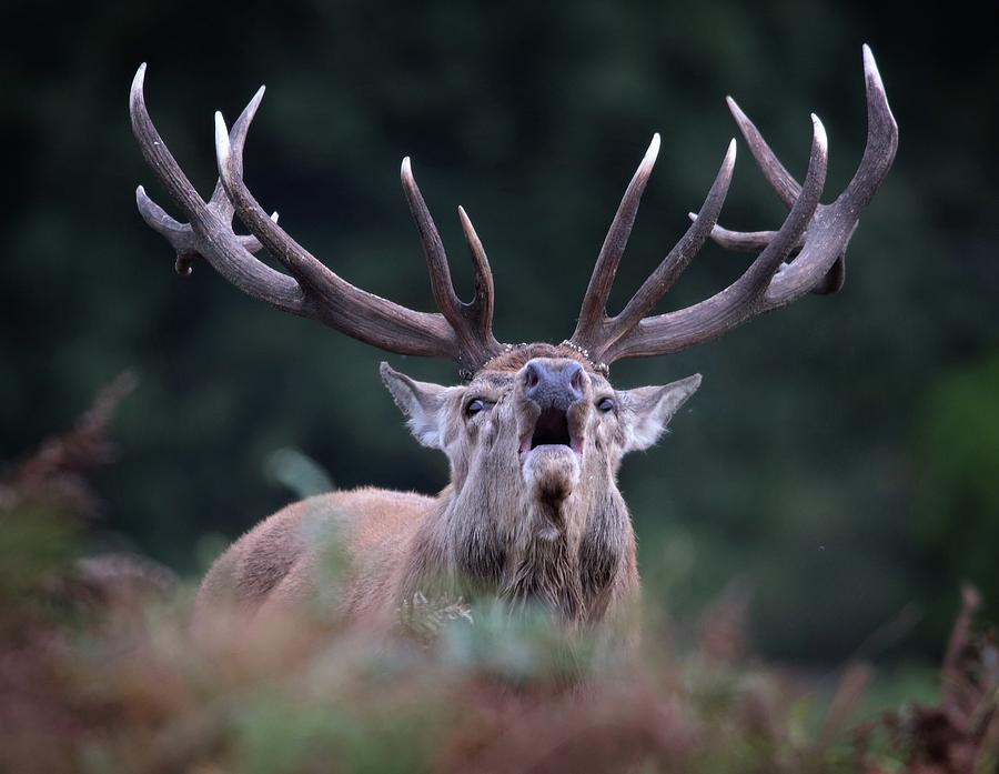 Red Stag Photograph