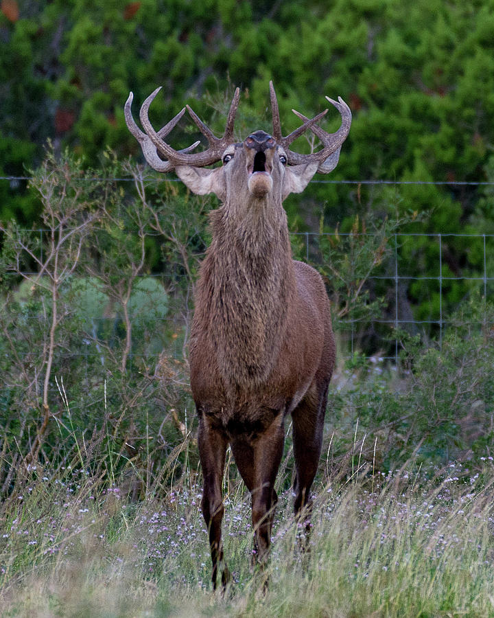 List 96+ Background Images Pictures Of A Red Stag Excellent