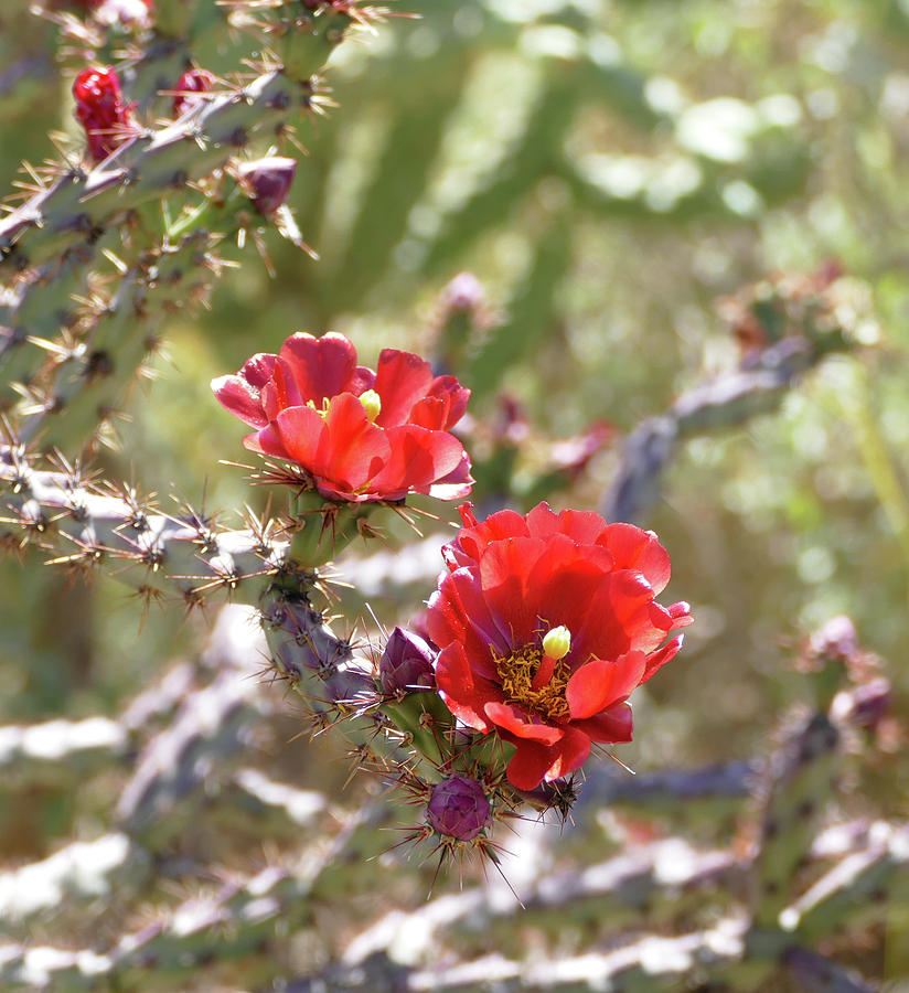 Red Staghorn Cholla Flowers Photograph by Laurel Powell