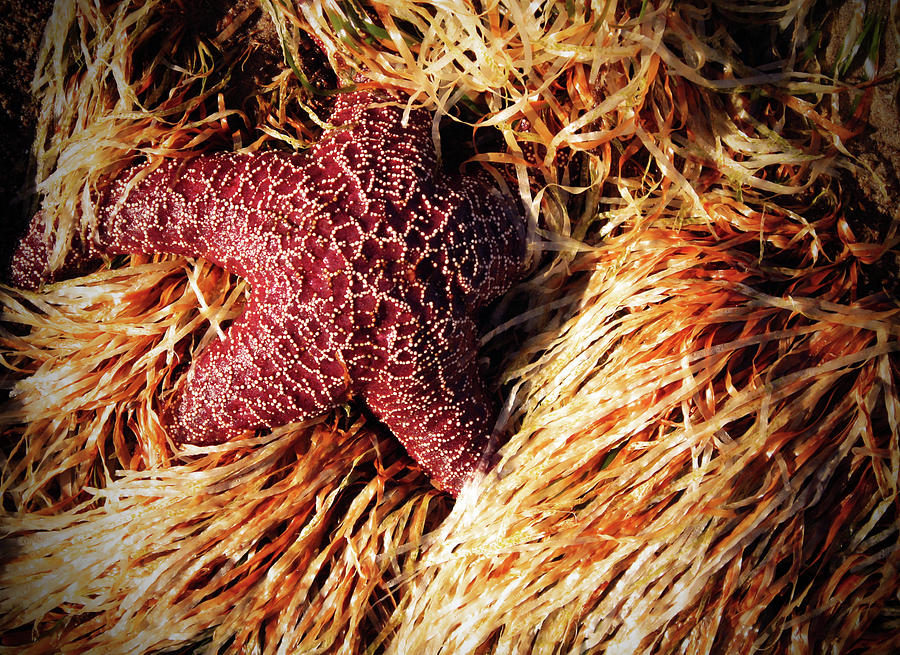 Red Star Photograph by Kami McKeon