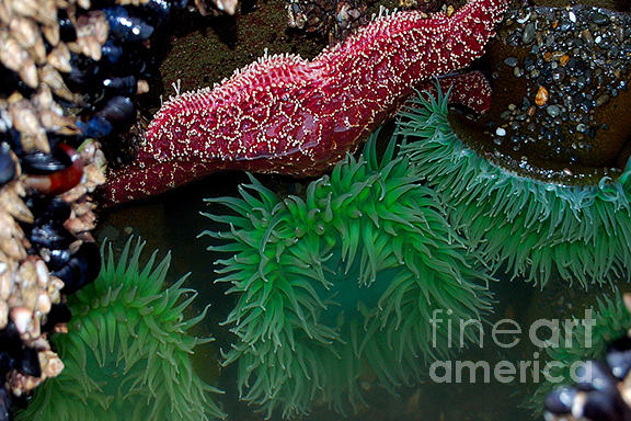 Purple Starfish and Anemonies Photograph by Chuck Flewelling