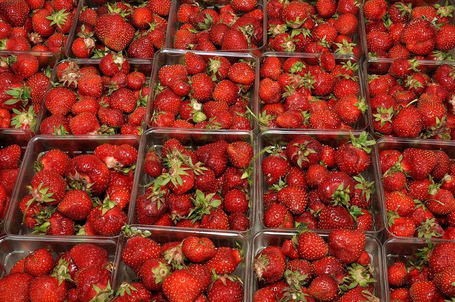 Union Square market Red Strawberries Photograph by Diane Lent