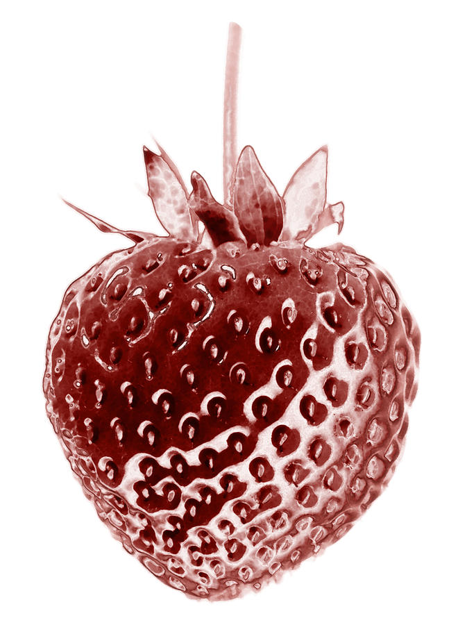 Red Strawberry Botanical Illustration Painting by Frank Tschakert