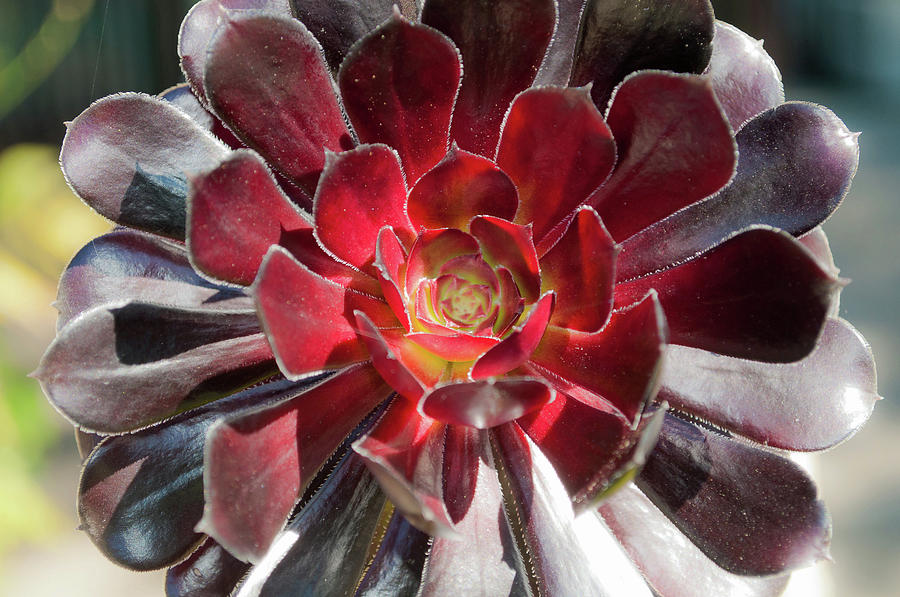 Red Succulent Photograph by Denise Elfenbein