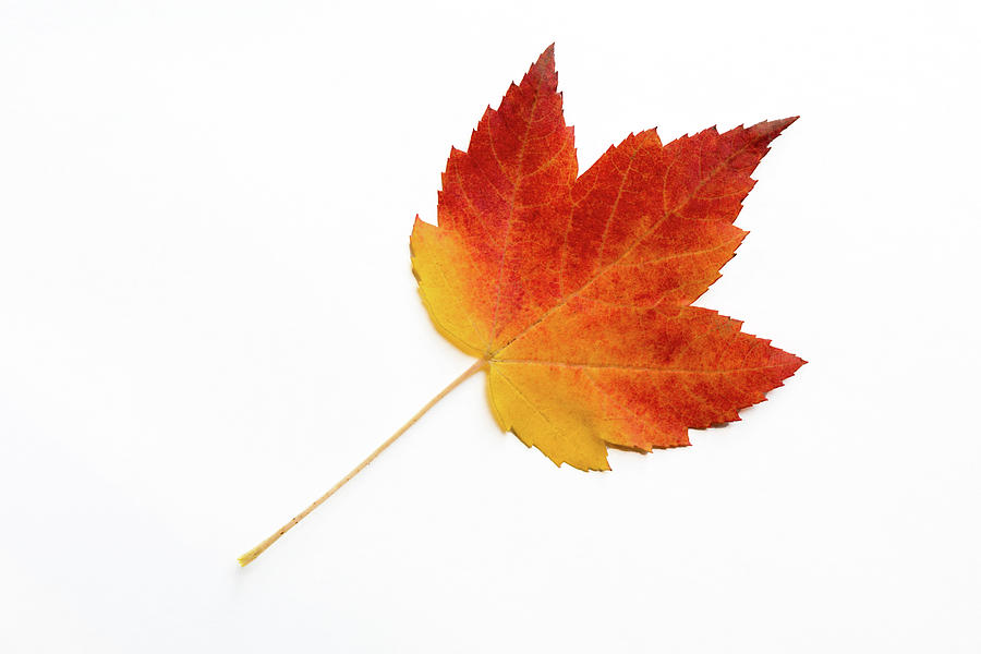 Red Sugar Maple Leaf on White Background Photograph by Michael Russell -  Fine Art America