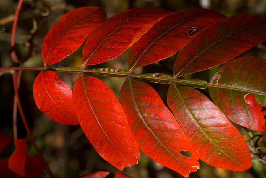 Red Sumac Leaf Photograph by Douglas Barnett