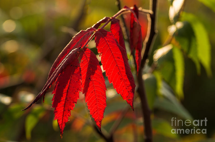 Red Sumac Leaves Photograph by Les Palenik