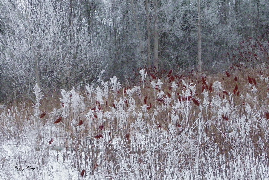 Red Sumac on a Winter Palette 1 Photograph by Peggy King