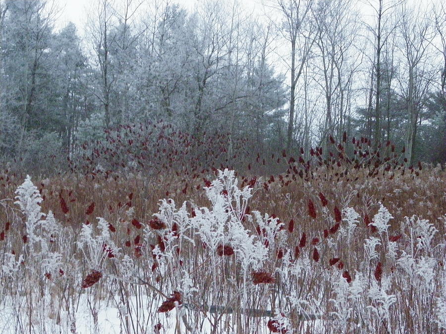 Red Sumac on a Winter Palette 2 Photograph by Peggy King