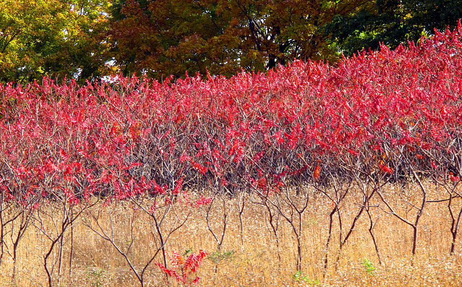 Red Sumach in Fall  Photograph by Lyle Crump