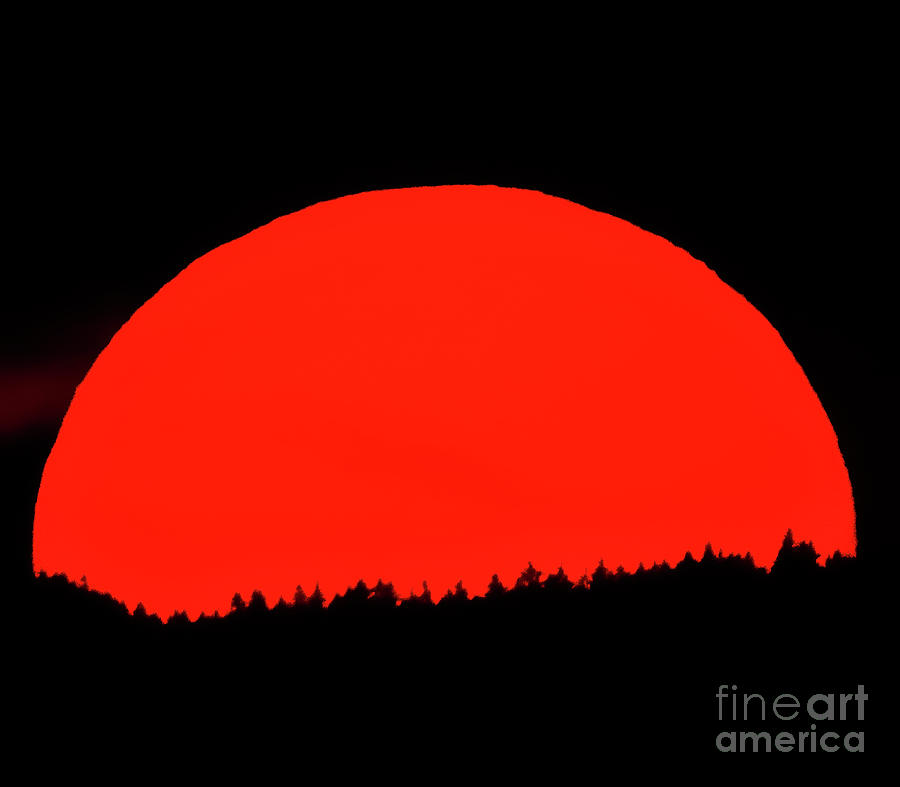 Red Sun, Black Pine Digital Art by Xine Segalas