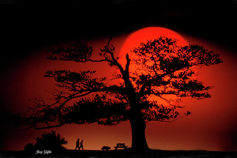 Tree Photograph - Red Sun Rising by Jerry Griffin