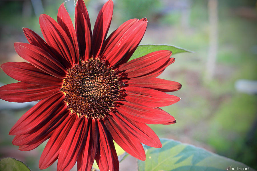 Red Sunflower Photograph by April Burton