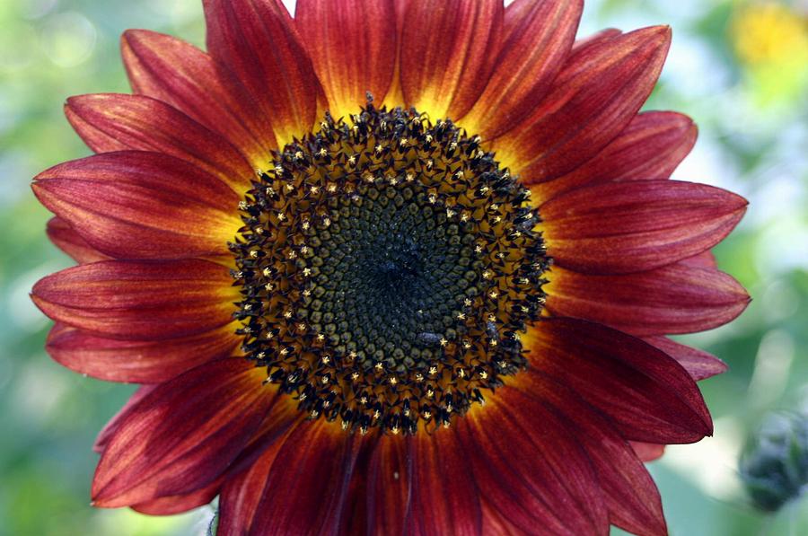 Red Sunflower Photograph By Betsy Lamere Fine Art America