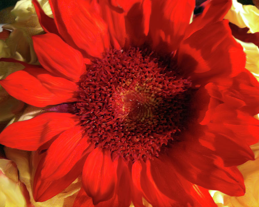 Red Sunflower Photograph by Xine Segalas