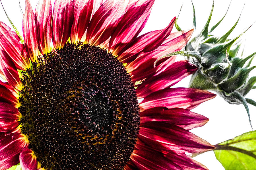 Red Sunflower Photograph by Gerald Kloss