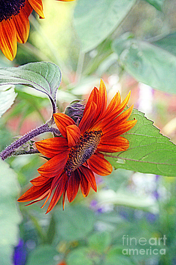 Sunflower Photograph - Red Sunflower by Kay Novy