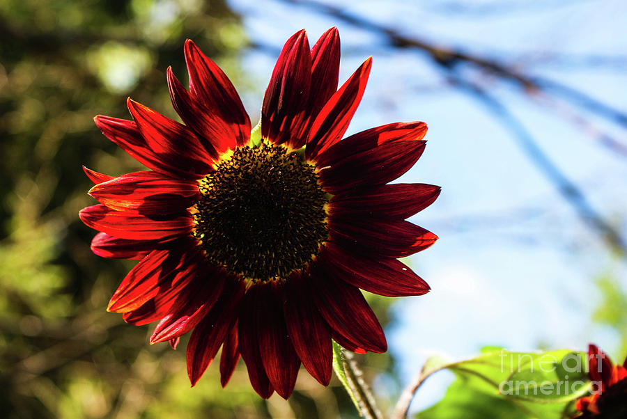 Red Sunflower Photograph by Kevin Gladwell