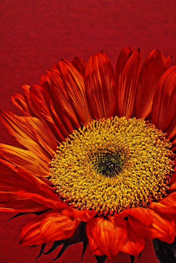 Red Sunflower VIII Photograph by Saija Lehtonen