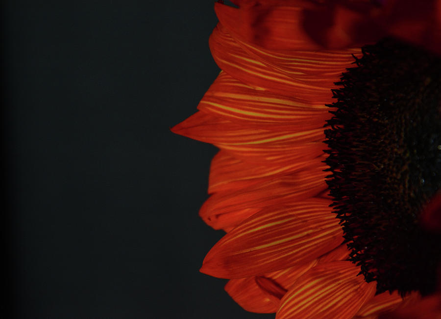 Red Sunflower Photograph by Whispering Peaks Photography