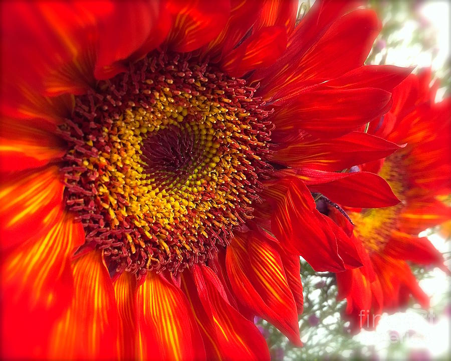 Red Sunflower Photograph