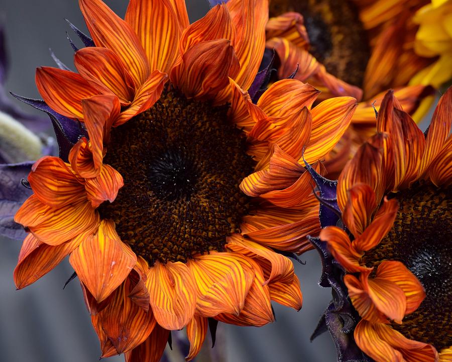 Red Sunflowers Photograph by Jimmy Chuck Smith