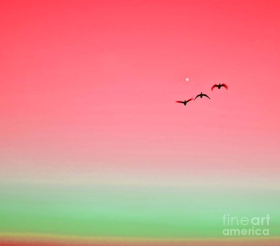 Red Sunset Birds  Photograph by Alex Art