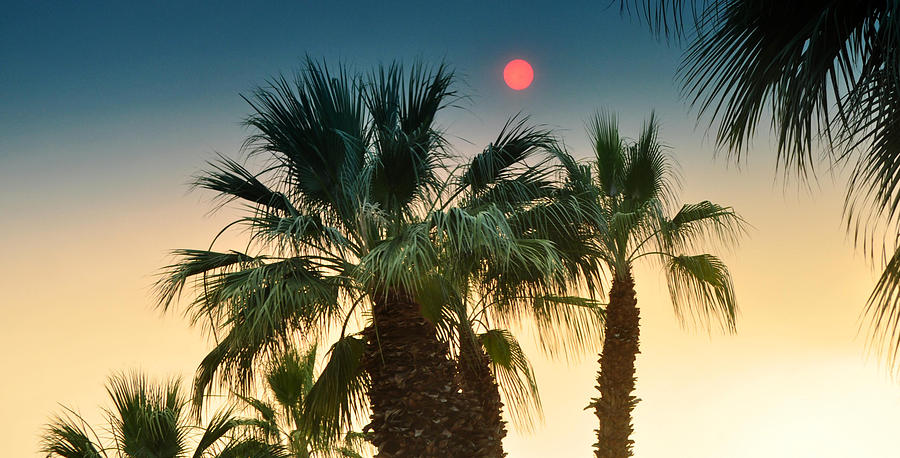 Red Sunset Over Palm Trees Photograph by Jay Milo