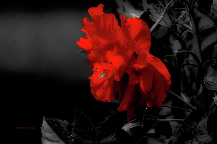 Red Surrounded by Black Photograph by DigiArt Diaries by Vicky B Fuller